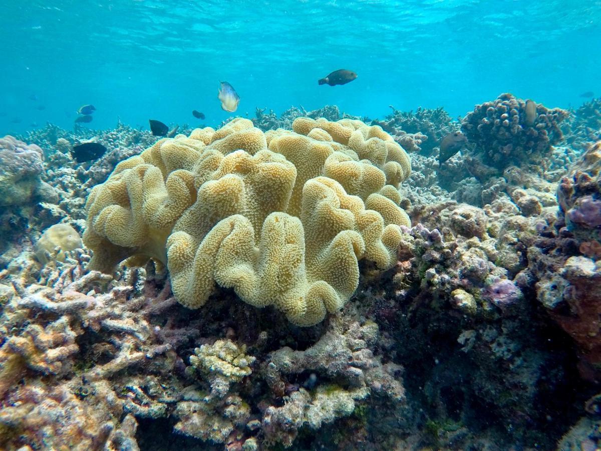 Atoll Residence Dhangethi Dış mekan fotoğraf